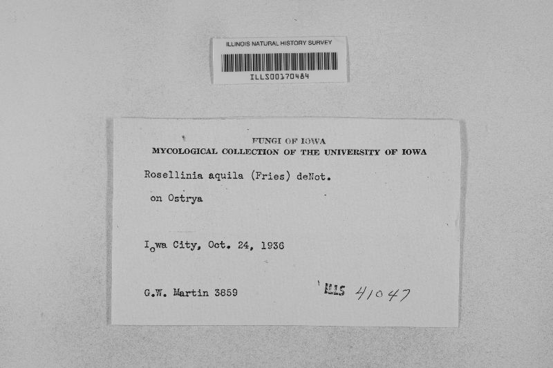 Rosellinia aquila image