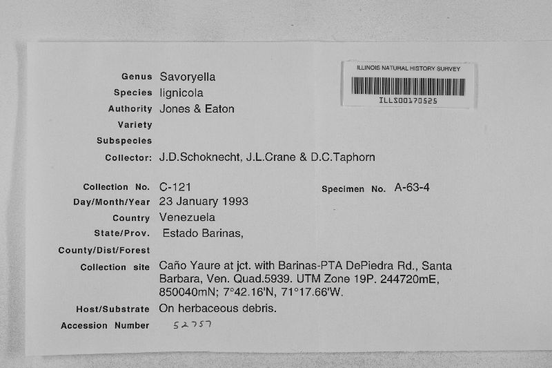 Savoryella lignicola image