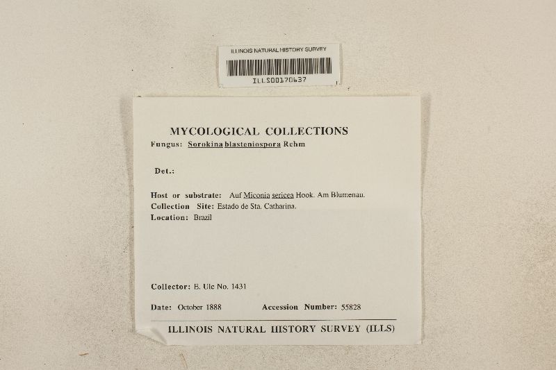 Sorokina blasteniospora image