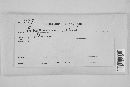 Exoascus alni image
