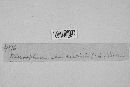 Microsphaera alni var. vaccinii image