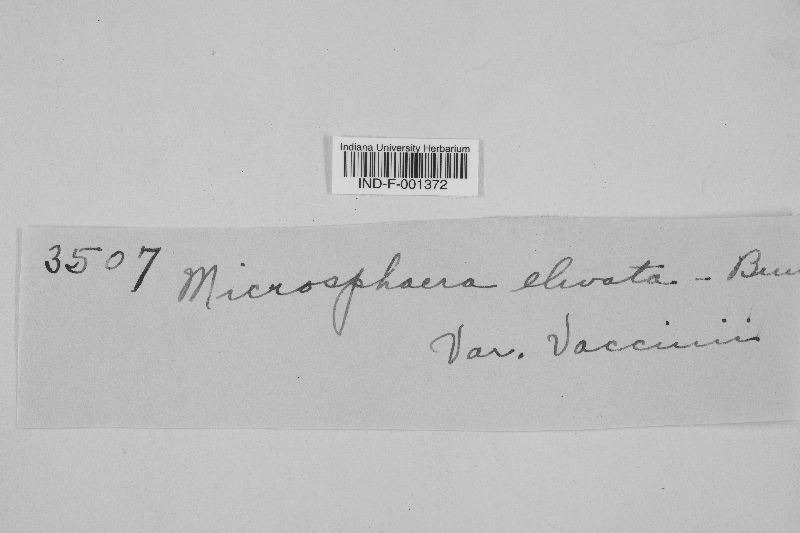 Microsphaera elevata image
