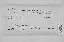 Nummularia bulliardi image