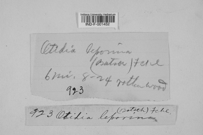 Otidea leporina image
