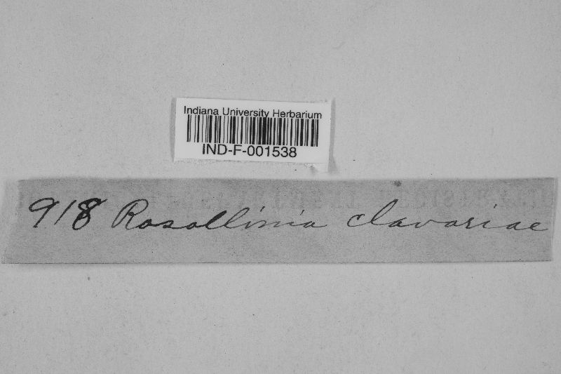 Rosellinia clavariae image