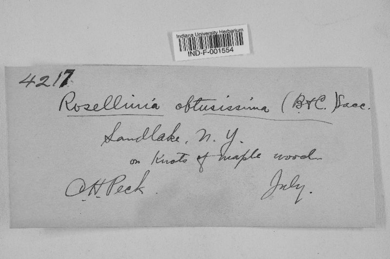 Rosellinia obtusissima image