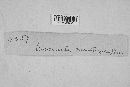 Erysiphe necator image