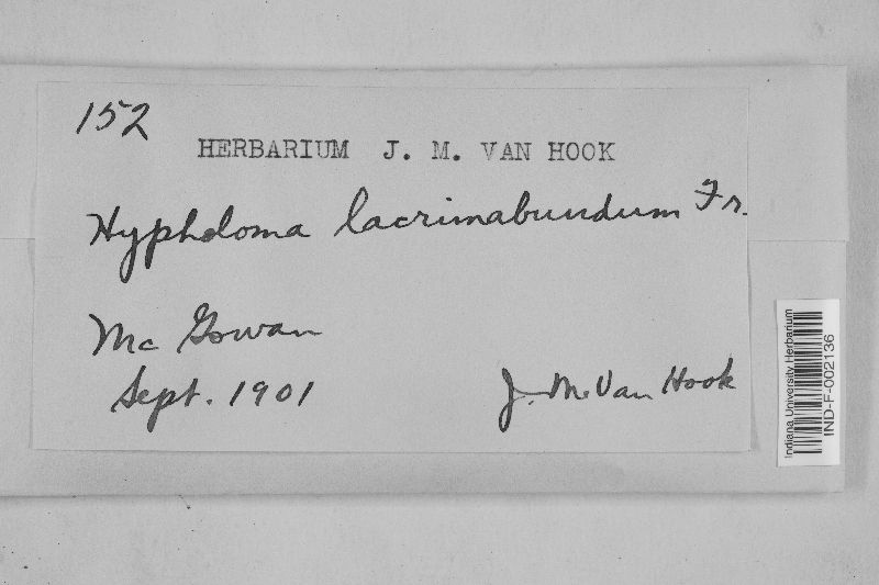 Hypholoma lacrimabundum image