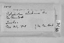 Trichaptum abietinum image