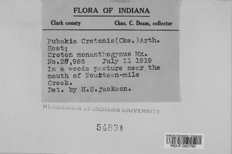 Bubakia crotonis image