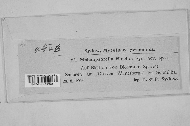 Melampsorella blechni image