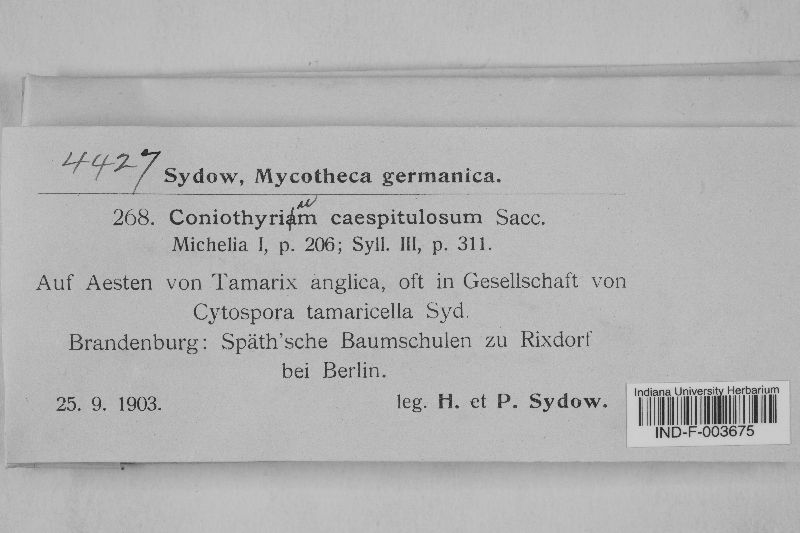 Coniothyrium image