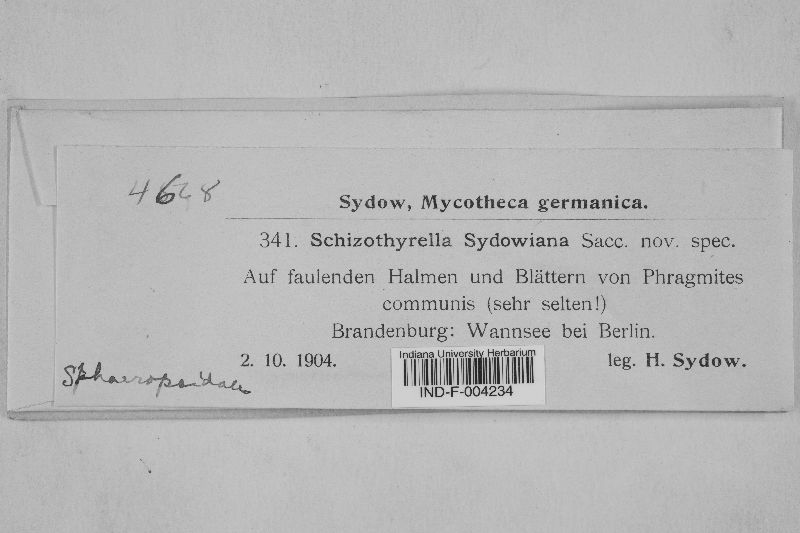 Schizothyrella sydowiana image