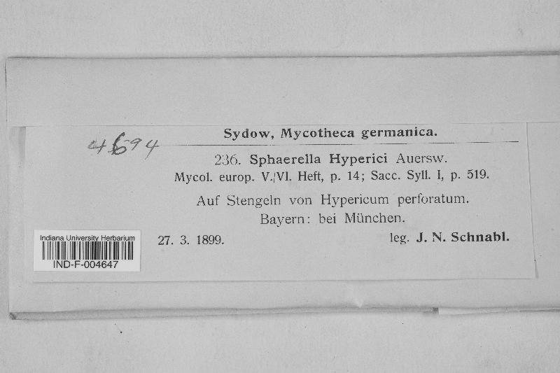 Mycosphaerella hyperici image