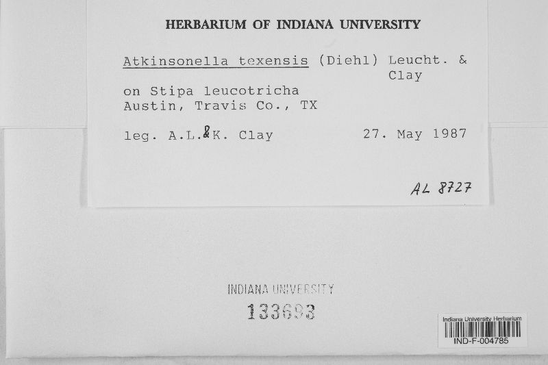 Atkinsonella texensis image