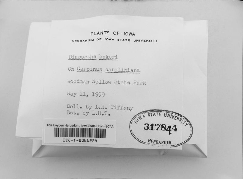Diaporthe bakeri image