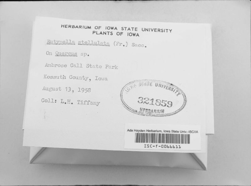 Eutypella stellulata image