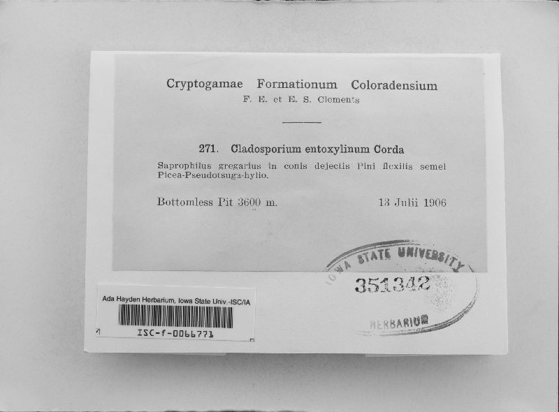 Cladosporium entoxylinum image