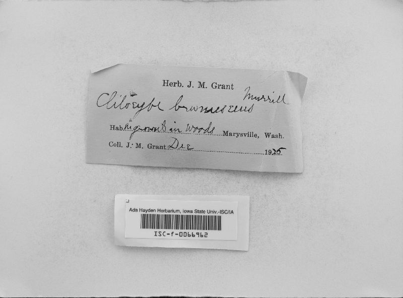 Clitocybe brunnescens image