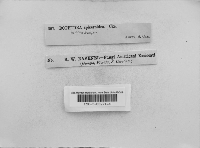 Coccodothis sphaeroidea image