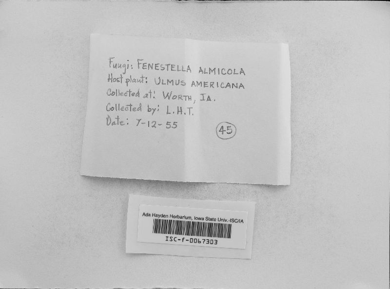 Fenestella ulmicola image
