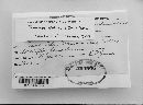 Frommea obtusa image