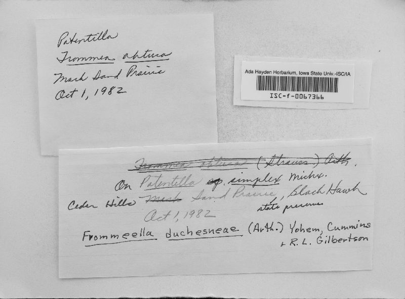 Frommeëlla duchesneae image