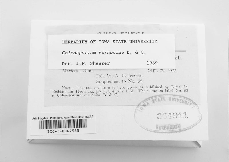 Coleosporium vernoniae image