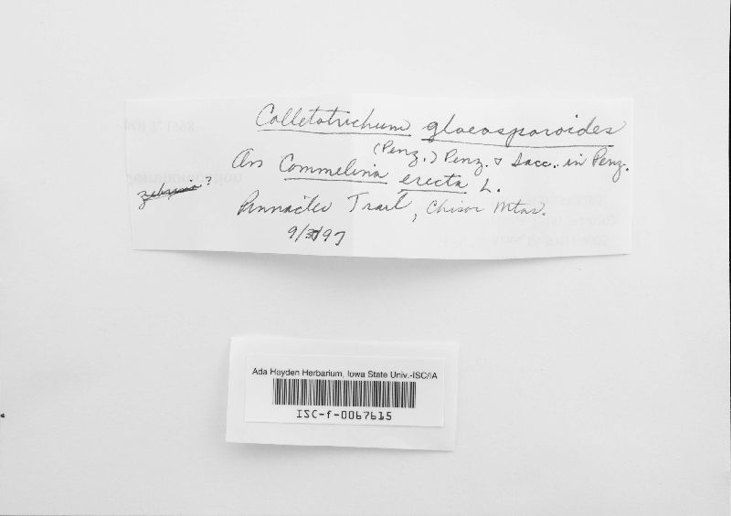 Glomerella cingulata image