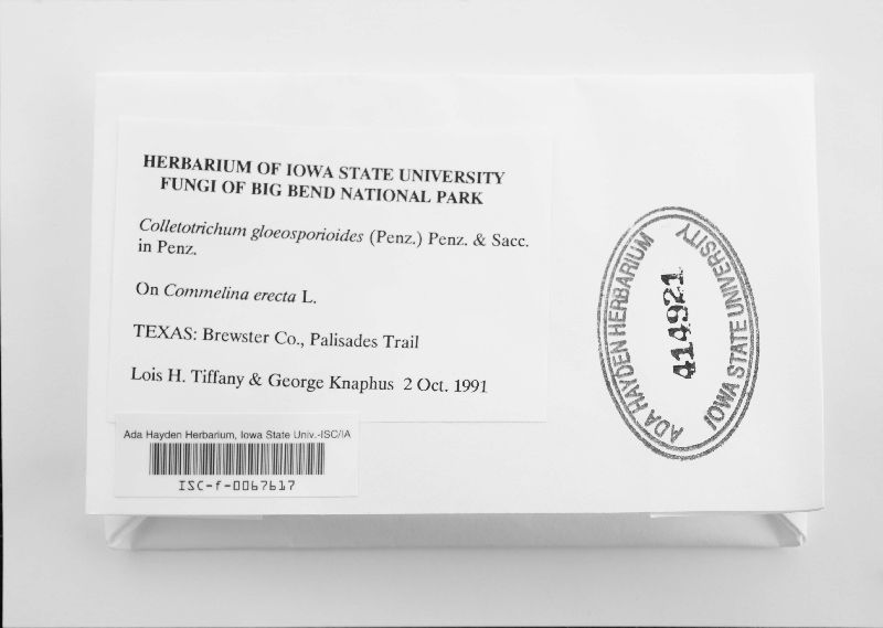 Glomerella cingulata image