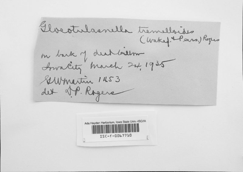 Gloeotulasnella tremelloides image