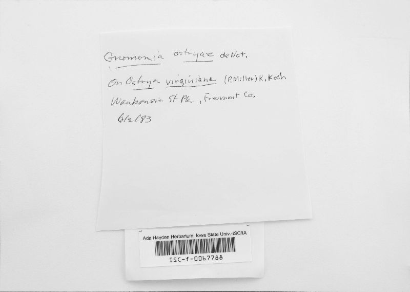 Gnomonia ostryae image