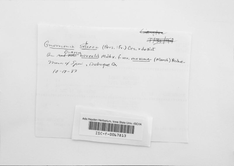 Gnomonia setacea image