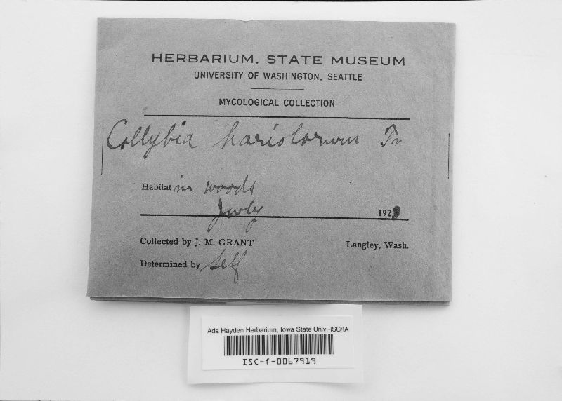Gymnopus hariolorum image