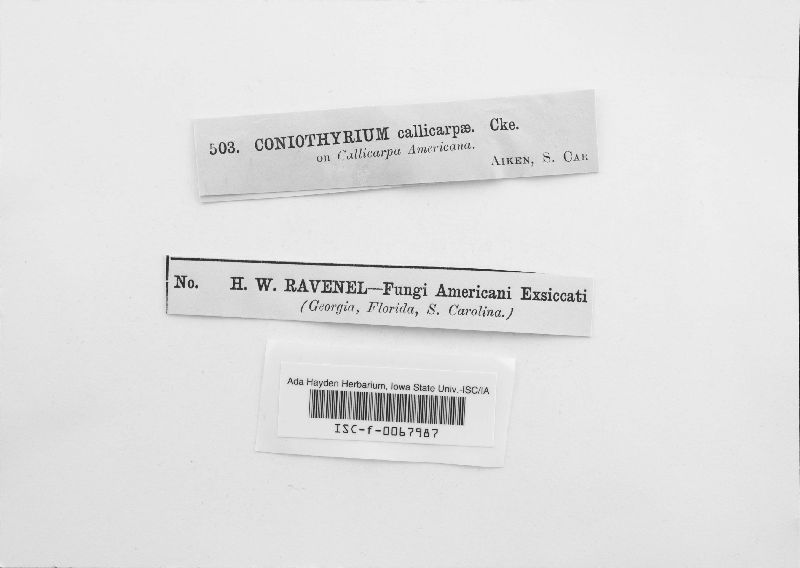Coniothyrium callicarpae image