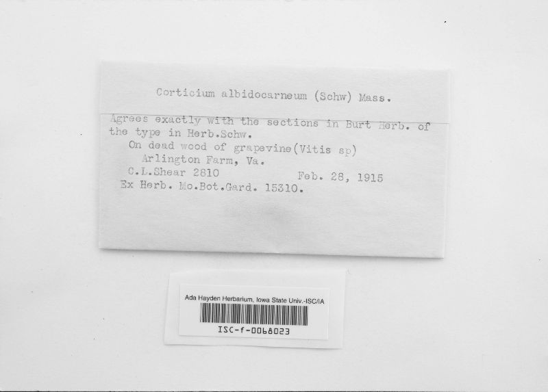Corticium albidocarneum image