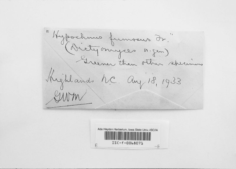 Xenasmatella vaga image