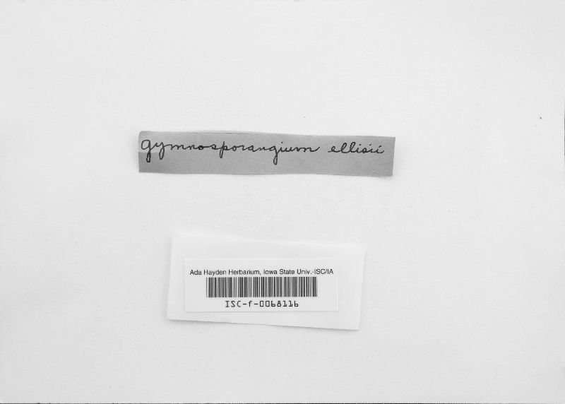 Corticium pelliculare image