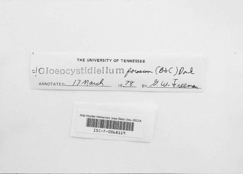 Gloeocystidiellum porosum image