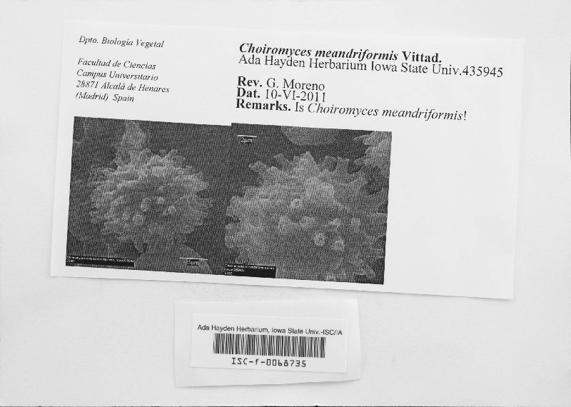 Choiromyces meandriformis image