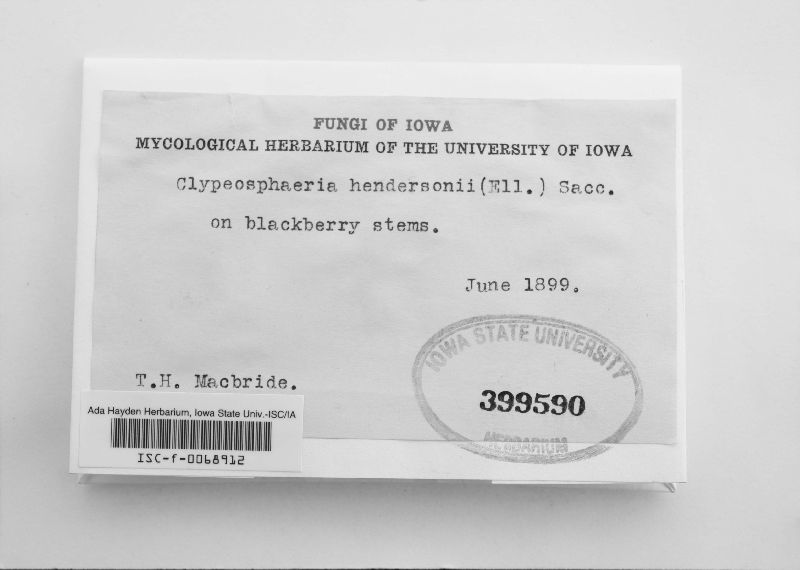 Clypeosphaeria hendersoniae image
