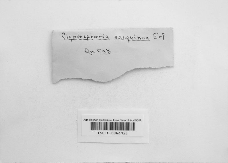 Clypeosphaeria sanguinea image