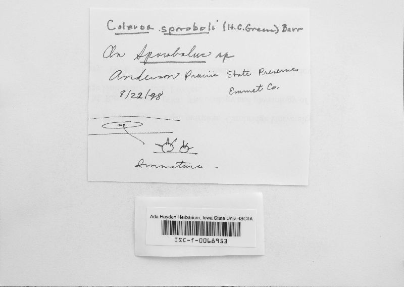 Coleroa sporoboli image