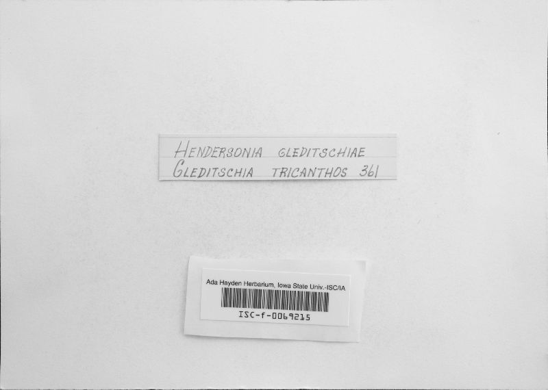 Hendersonia gleditschiae image