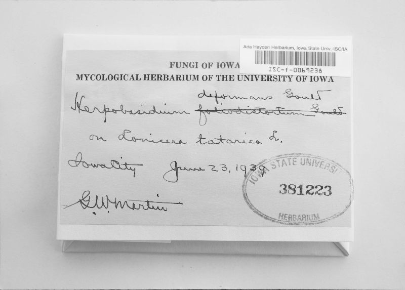 Herpobasidium deformans image