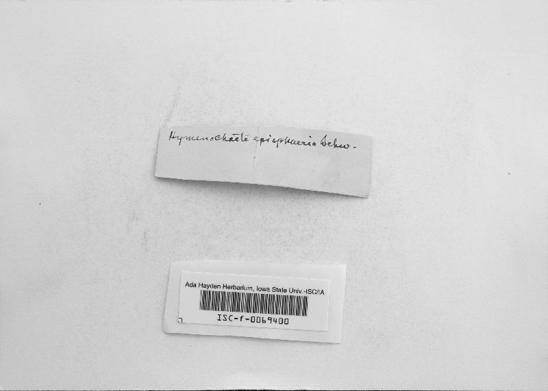 Hymenochaete episphaeria image