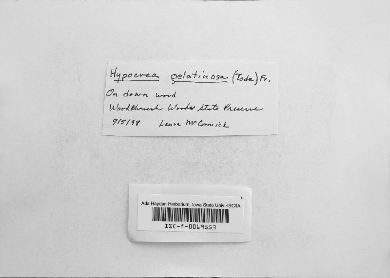 Hypocrea gelatinosa image