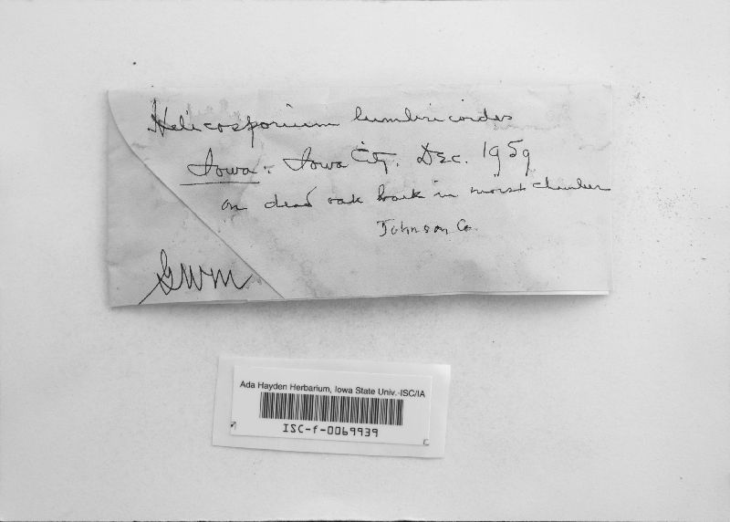 Helicosporium lumbricoides image