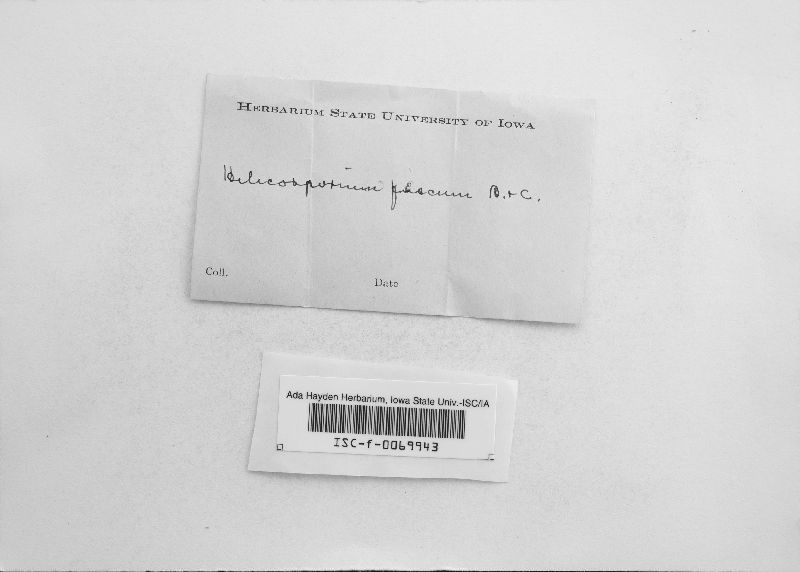 Helicosporium nematosporum image