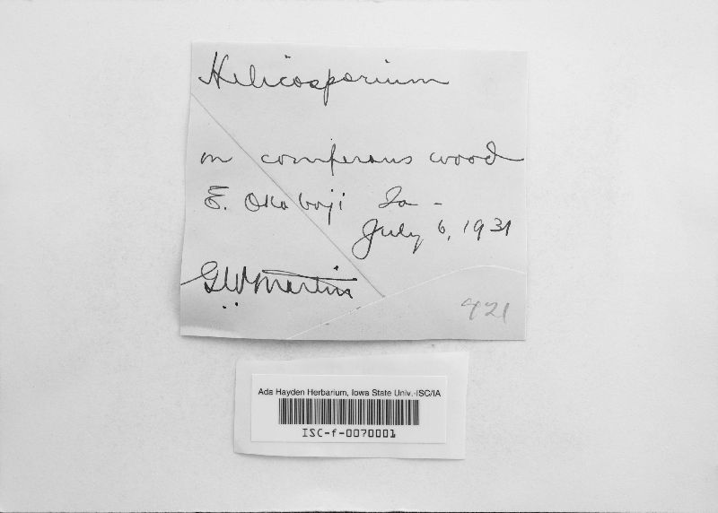 Helicosporium aureum image